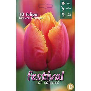   Tulipes fleurs de Lys 'Louvre Orange'  12 pcs 12/