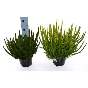   Calluna vulgaris 'Skline' vert  Pot de 17 cm