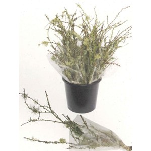   Branche de Lichen  bouquet 10 br. (petit)
