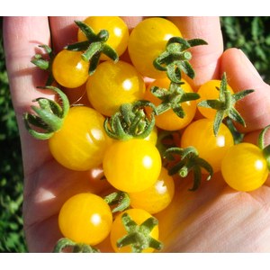 Schilliger Production  Tomate greffée 'Solena Jaune'  Pot de 12 cm
