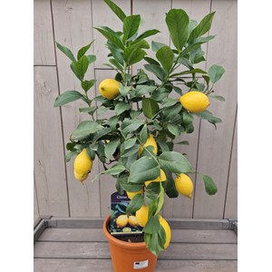   Citrus limon  Pot 20/22 cm buisson 60/70 extra