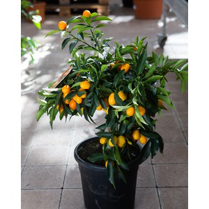   Citrus fortunella 'Margarita'  Pot 24 cm, hauteur 100 cm, gros tronc