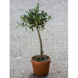   Olea europaea  Pot 17 cm, mini tige, hauteur 70 cm