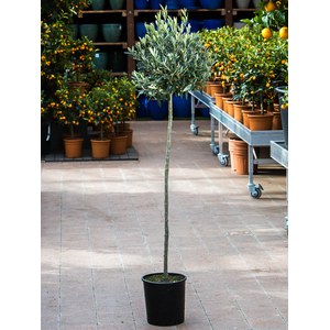   Olea europaea  Pot 24 cm, tige hauteur 170 cm