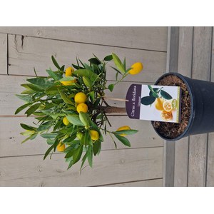   Citrus x floridana  Pot 22 cm Mini-tige