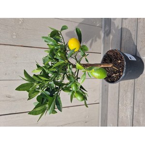   Citrus x floridana  Pot 15 cm Mini-tige