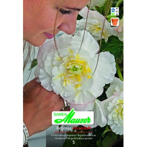   Begonia odorata  Blanc  