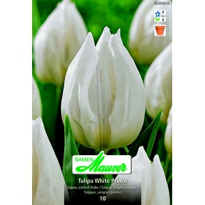   Tulipe TSH White Prince 10  12/