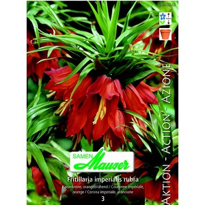   Fritillaria imp. Rubra maxima 3  20/24