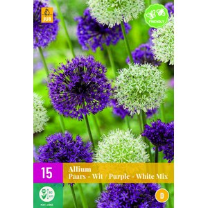   Allium paars-wit / purple-white  