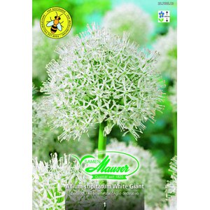   Allium stipitatum White Giant 1  