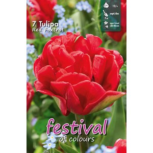   Tulipes 'Red Foxtrot'  