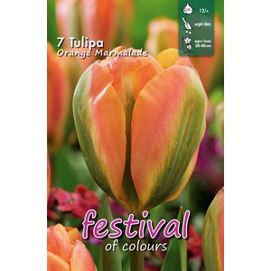   Tulipes 'Orange Marmalade'  