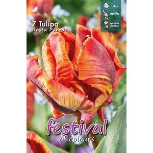   Tulipes 'Rasta Parrot'  