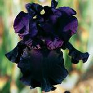Schilliger Production  Iris germanica 'Paint it Black'  15 cm