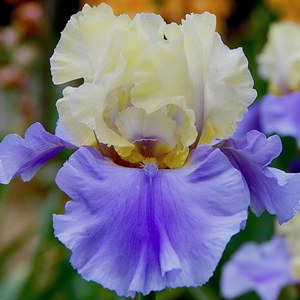 Schilliger Production  Iris germanica 'Haut les Voiles'  P15 cm