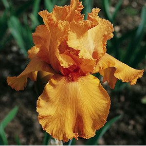  Iris germanica 'Feu Du Ciel'  P15