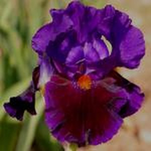 Schilliger Production  Iris germanica 'Local Color'  15 cm