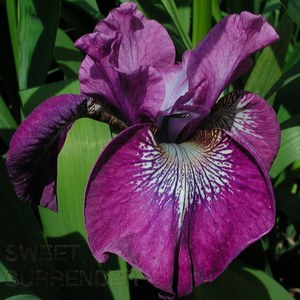 Schilliger Production  Iris sibirica 'Sweet Surrender'  15 cm