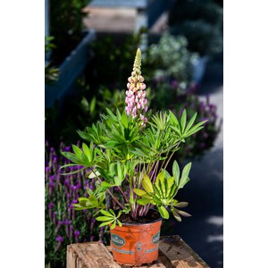 Schilliger Production  Lupinus 'Gallery Rose'  15  cm