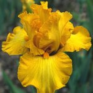 Schilliger Production  Iris germanica 'Bold Gold'  15 cm