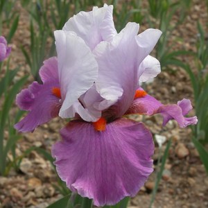 Schilliger Production  Iris germanica 'Gyrophare'  15 cm