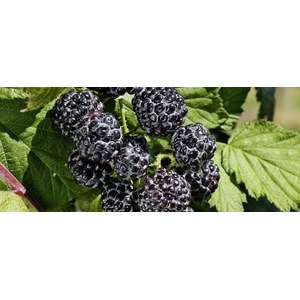 Production Suisse  Rubus 'Black Jewel'  C47