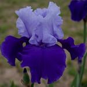 Schilliger Production  Iris germanica 'Proud Tradition'  15 cm