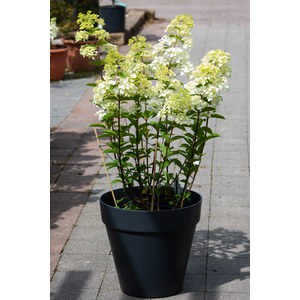Schilliger Production  Hydrangea paniculata 'Sundae Fraise'  C9 60/-