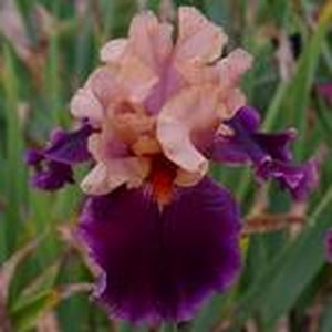 Schilliger Production  Iris germanica 'Naples'  15 cm
