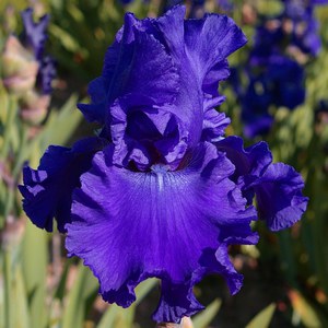 Schilliger Production  Iris germanica 'Blue Crusader'  15 cm