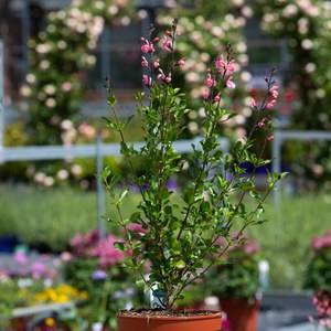 Schilliger Production  Salvia x jamensis 'Pluenn'®  C2