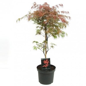   Acer palmatum 'Dissectum Garnet'  C7.5 75/100