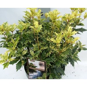   Osmanthus heterophyllus 'Tricolor'  Pot 29 cm