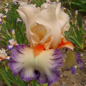 Schilliger Production  Iris germanica 'Folie Douce’  15 cm
