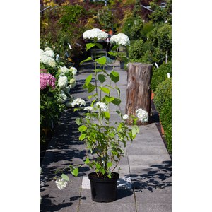   Hydrangea arborescens 'Strong Annabelle'  C10 50/60