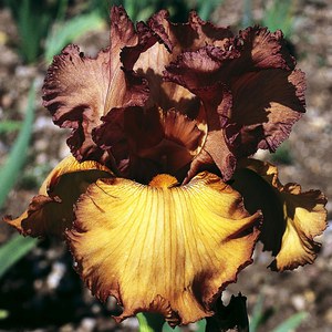 Schilliger Production  Iris germanica 'Harvest King'  P15