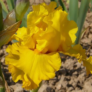 Schilliger Production  Iris germanica 'Pure as Gold'  P15