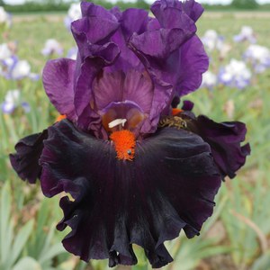   Iris germanica 'Sharp Dressed Man’  15 cm