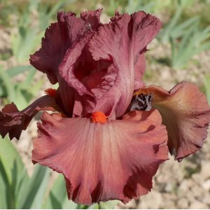 Schilliger Production  Iris germanica 'Rouge de Plaisir'  15 cm