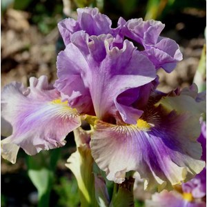   Iris germanica 'Songeur'  15 cm