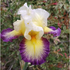  Iris germanica 'Galopade'  15 cm