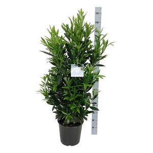   Prunus laurocerasus 'Renault Ace'  Pot 32 cm h145