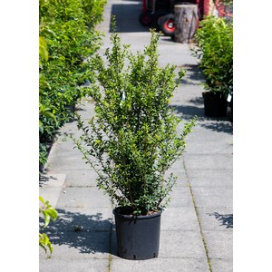 10 X Ilex Crenata 'Caroline Upright' - Japanische Stechpalme  Buchsbaum-Ersatz Immergrn Winterhart Heckenpflanze Topf 9x9cm