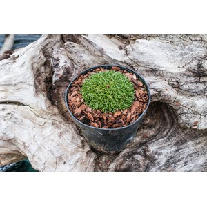   Dianthus microlepis  Pot 12 cm