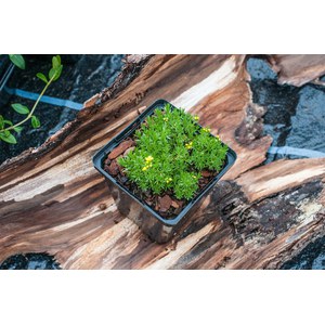   Draba bruniifolia  Pot 9 cm