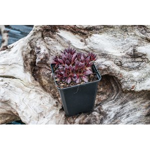   Sempervivum 'Dark Beauty'  Pot 9 cm