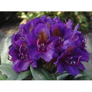   Rhododendron 'Marcel Menard'  C15 60/