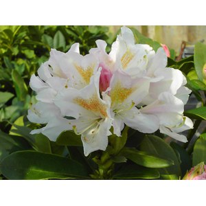   Rhododendron 'Cunningham's White'  C5 40/