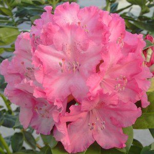   Rhododendron 'Germania'  C5 40/